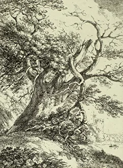 Thomas Hearne Prints: Old Tree, from the first issue of Specimens of Polyautography