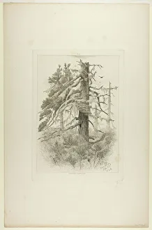 Gifford R Swain Prints: Old Trees at Naushon Island, 1864. Creator: Robert Swain Gifford
