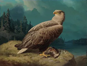 1871 Prints: Old White-Tailed Sea Eagle, 1871. Creator: Ferdinand von Wright