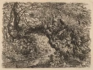 Etching On Laid Paper Gallery: An Old Willow by a Stream, 1793. Creator: Johann Georg von Dillis