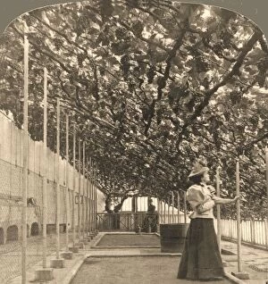 Stereoscope Card Gallery: The Oldest Grapevine in the World, Hampton Court Palace, (planted 1768) England, 1897