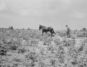 Sharecropper Prints: Oldest son of a sharecropper family working in the cotton