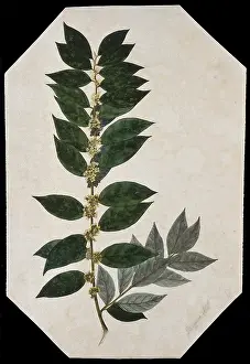 Blossom Prints: An oleaster plant (Elaeagnus species): flowering stem. Creator: Unknown