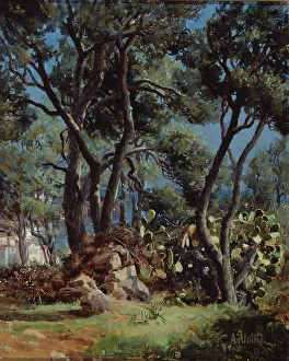 Olive Trees Prints: Olive grove, 1885. Creator: Aukusti Uotila