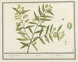 Deck Paint Prints: Olive (Olea europaea), 1596-1610. Creators: Anselmus de Boodt, Elias Verhulst