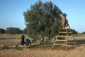 Olive Trees Prints: Olive picking in Tunisia
