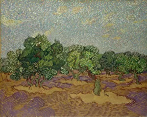 Gogh Collection: Olive Trees, 1889. Creator: Vincent van Gogh