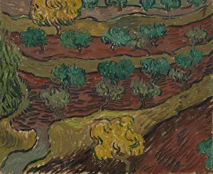 Blooming Prints: Olive Trees on a Hillside, 1889. Creator: Gogh, Vincent, van (1853-1890)