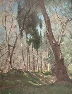 Brokman Henry Prints: Olive trees in Menton, 1897. Creator: Henry Brokman