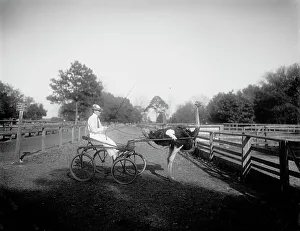 Oliver W. the famous trotting ostrich, Florida Ostrich Farm, Jacksonville, Florida, c1900-1910. Creator: Unknown