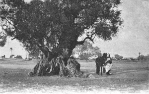 Olive Trees Prints: Un olivier a Djerba; Afrique du nord, 1914. Creator: Jules Gervais-Courtellemont