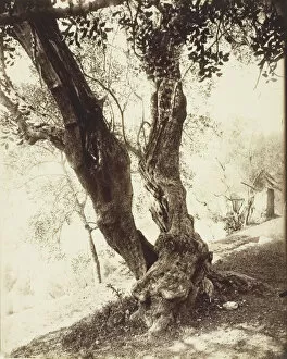 Tree Trunk Gallery: Olivier, Nice (Olive Tree, Nice), c. 1900. Creator: Eugene Atget
