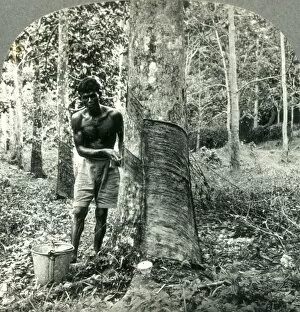 Agricultural Worker Collection: Ona Large Rubber Tree Plantation near Suva, Fiji Island - Hindu Laborer Gathering