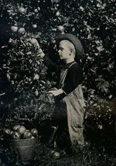 Richard Clay Sons Prints: In One Of Ontaarios Fruitful Orchards, c1934