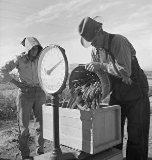Bonnet Collection: Open air food factory - weighing in peas, California, 1939. Creator: Dorothea Lange