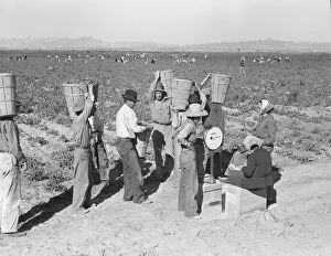 Straw Hat Collection: Open air food factory - weighing in the peas near Calipatria, California, 1939