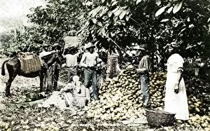 Plantation Worker Gallery: Opening cocoa pods, Trinidad, Trinidad and Tobago, c1900s. Artist: Strong
