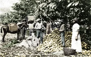 Opening cocoa pods, Trinidad, Trinidad and Tobago, c1900s. Artist: Strong Opening cocoa pods, Trinidad, Trinidad and Tobago, c1900s. Artist: Strong