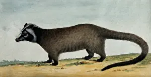 Marsupial Prints: An opossum. Creator: Unknown