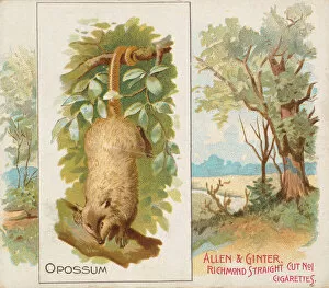 Images Dated 6th November 2020: Opossum, from Quadrupeds series (N41) for Allen & Ginter Cigarettes, 1890