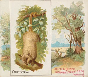 Outback Prints: Opossum, from Quadrupeds series (N41) for Allen & Ginter Cigarettes, 1890