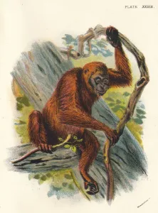 Lloyds Natural History Gallery: The Orang-Utan, 1897. Artist: Henry Ogg Forbes