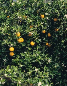 Orange Blossom Prints: Orange blossom and fruit, Majorca