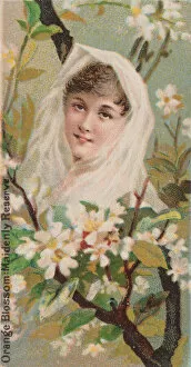 W Duke Sons And Co Collection: Orange Blossom: Maidenly Reserve, from the series Floral Beauties