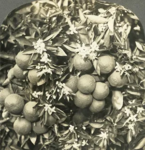Orange Tree Prints: Orange Blossoms and Mature Oranges Growing on the Same Tree, California, c1900