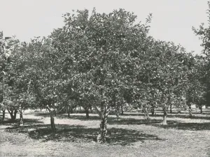 Orange Tree Prints: An orange grove near the city, St Augustine, USA, 1895. Creator: Unknown