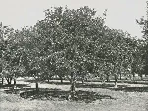 St Augustine Gallery: An orange grove near the city, St Augustine, USA, 1895. Creator: Unknown