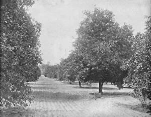 Seville Prints: Orange Grove, Seville, Florida, c1897. Creator: Unknown