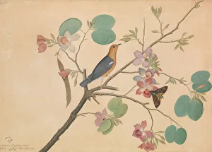 Orchids Prints: An Orange-Headed Ground Thrush and a Death s-Head Moth on a Purple Ebony... dated 1778