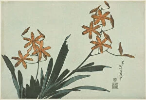 Orange Orchids, from an untitled series of flowers, Japan, c. 1832. Creator: Hokusai