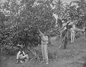 Colonial Portfolio Gallery: Orange-Picking in Jamaica, 19th century
