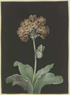 1760s Prints: Orange-red auricula (Primula auricula) with gooseberry harlequin