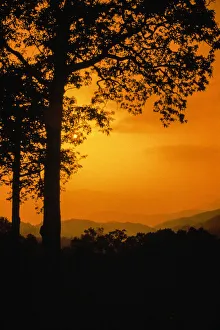 Copyspace Collection: Orange Trees. Creator: Robert Manno