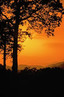 Orange Trees. Creator: Robert Manno