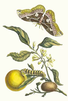 Botanical Illustration Gallery: Oranger. From the Book Metamorphosis insectorum Surinamensium, 1705