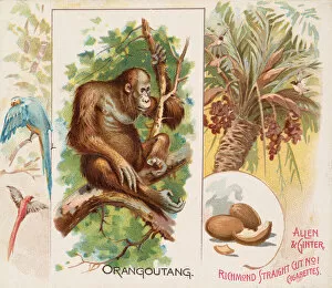 Coconut Gallery: Orangoutang, from Quadrupeds series (N41) for Allen & Ginter Cigarettes, 1890