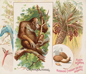 Orang Utan Prints: Orangoutang, from Quadrupeds series (N41) for Allen & Ginter Cigarettes, 1890