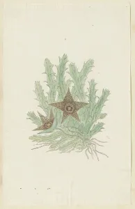 Star Pattern Prints: Orbea verrucosa (Masson) Haw. (Hirsute Stapelia), 1777-1786. Creator: Robert Jacob Gordon