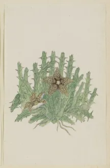 Star Pattern Prints: Orbea verucosa (Masson) L.C. Leach