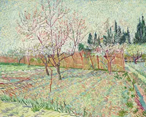 Orchard with cypresses, 1888. Creator: Gogh, Vincent, van (1853-1890)