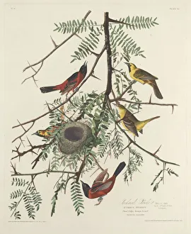 Orchard Oriole, 1828. Creator: Robert Havell
