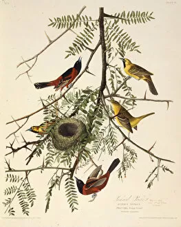 Audubon Gallery: The orchard oriole. From The Birds of America, 1827-1838. Creator: Audubon