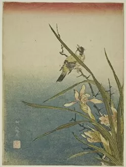 Perched Gallery: Orchid and Bird, c. 1770. Creator: Isoda Koryusai