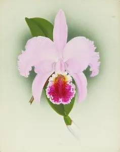 Frederick William Prints: Orchid: Cattleya, 1908. Creator: Frederick William Bolas