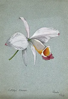 1899 Prints: An orchid (Cattleya Eldorado): flower only, 1899. Creator: Unknown