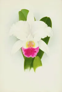 Frederick William Prints: Orchid: Cattleya Mendelii, 1906. Creator: Frederick William Bolas